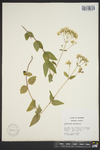 Ageratina aromatica image