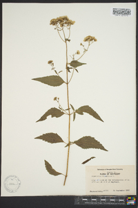 Ageratina aromatica image