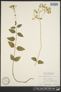 Ageratina aromatica image