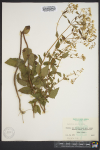 Ageratina jucunda image