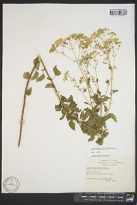 Ageratina jucunda image