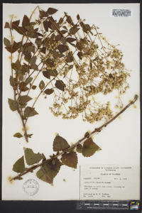 Ageratina jucunda image