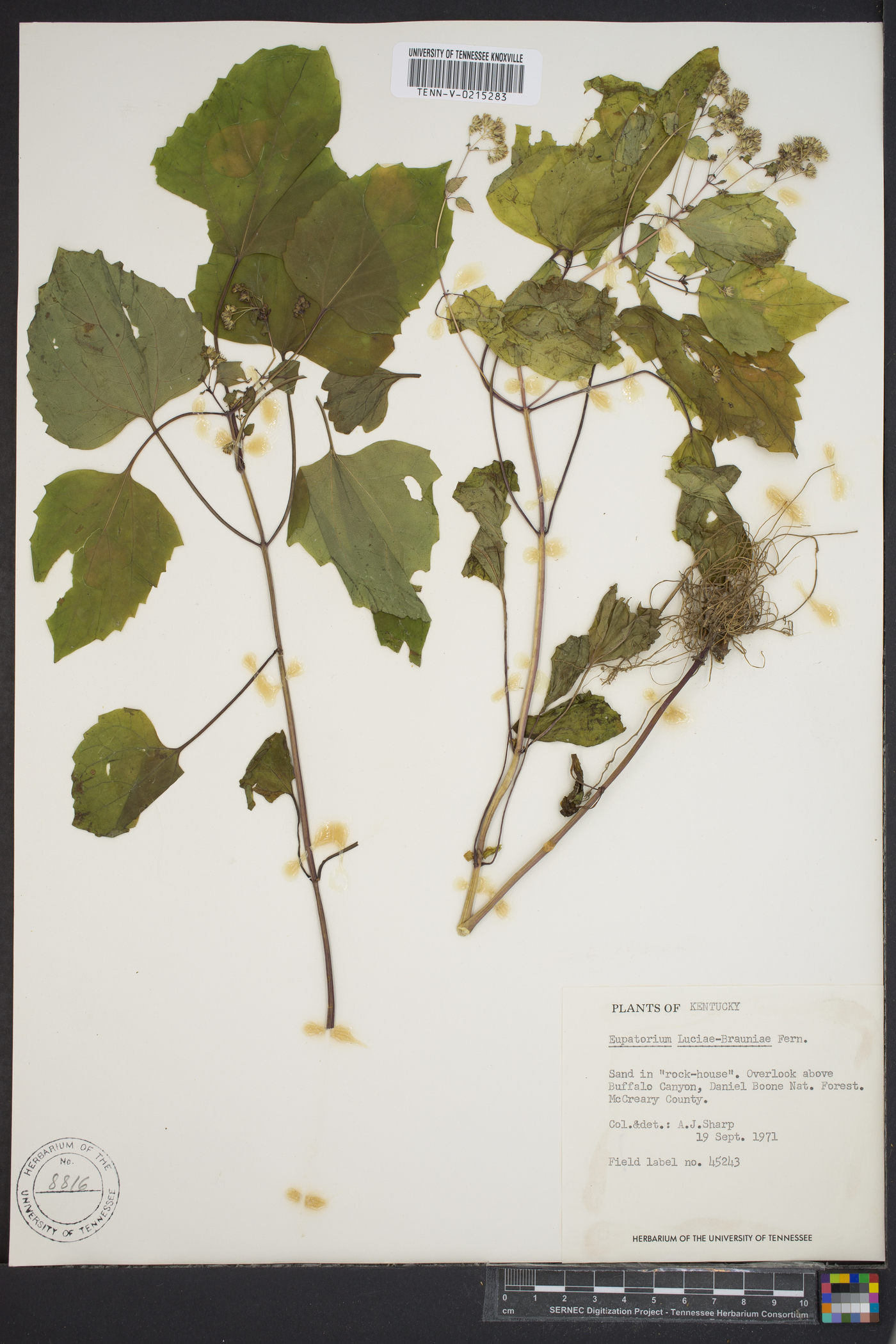 Ageratina luciae-brauniae image