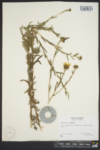 Grindelia lanceolata image