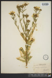 Grindelia lanceolata image