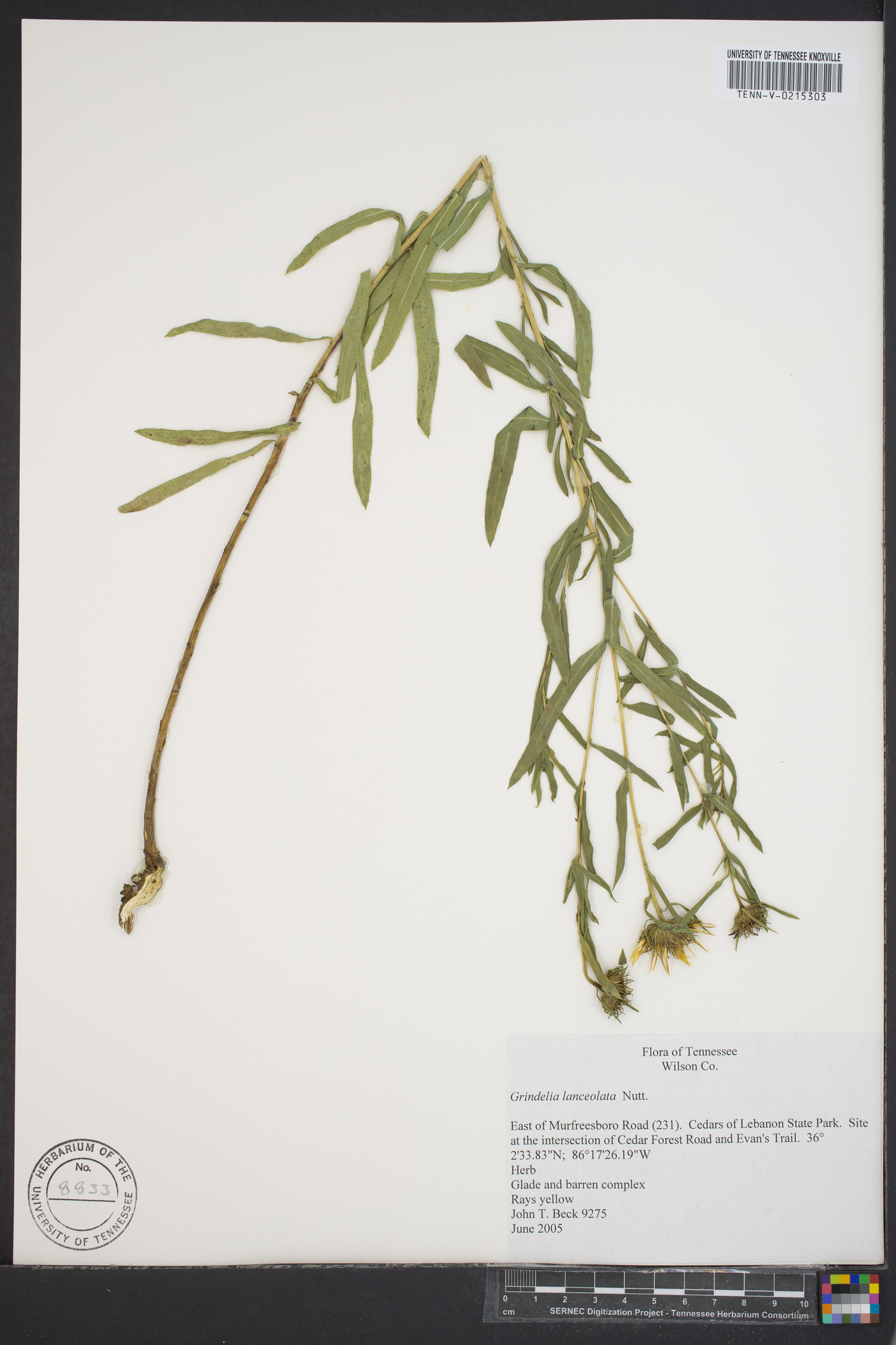 Grindelia lanceolata image