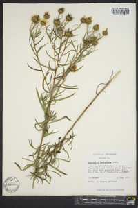 Grindelia lanceolata image