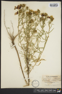 Grindelia lanceolata image