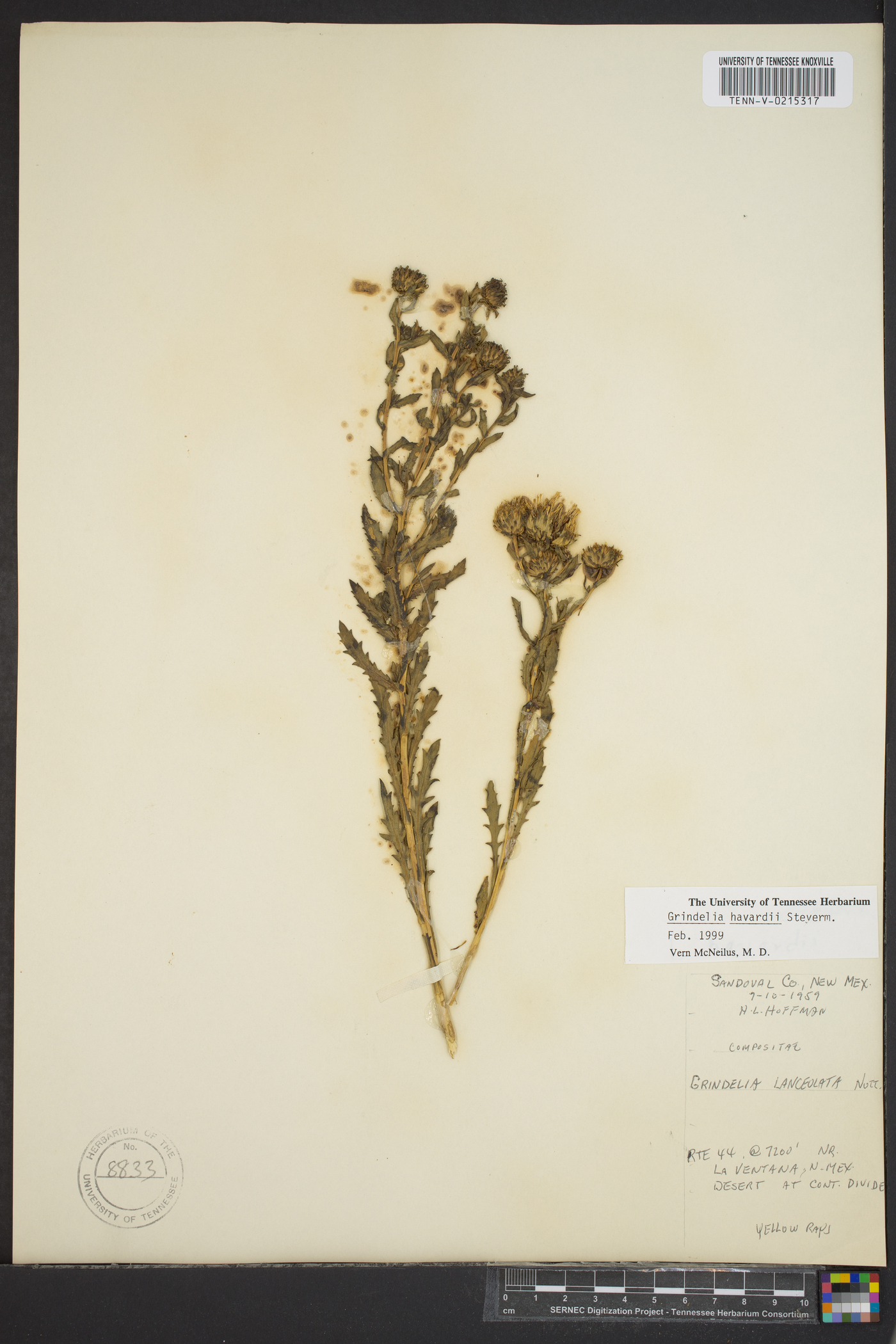 Grindelia havardii image