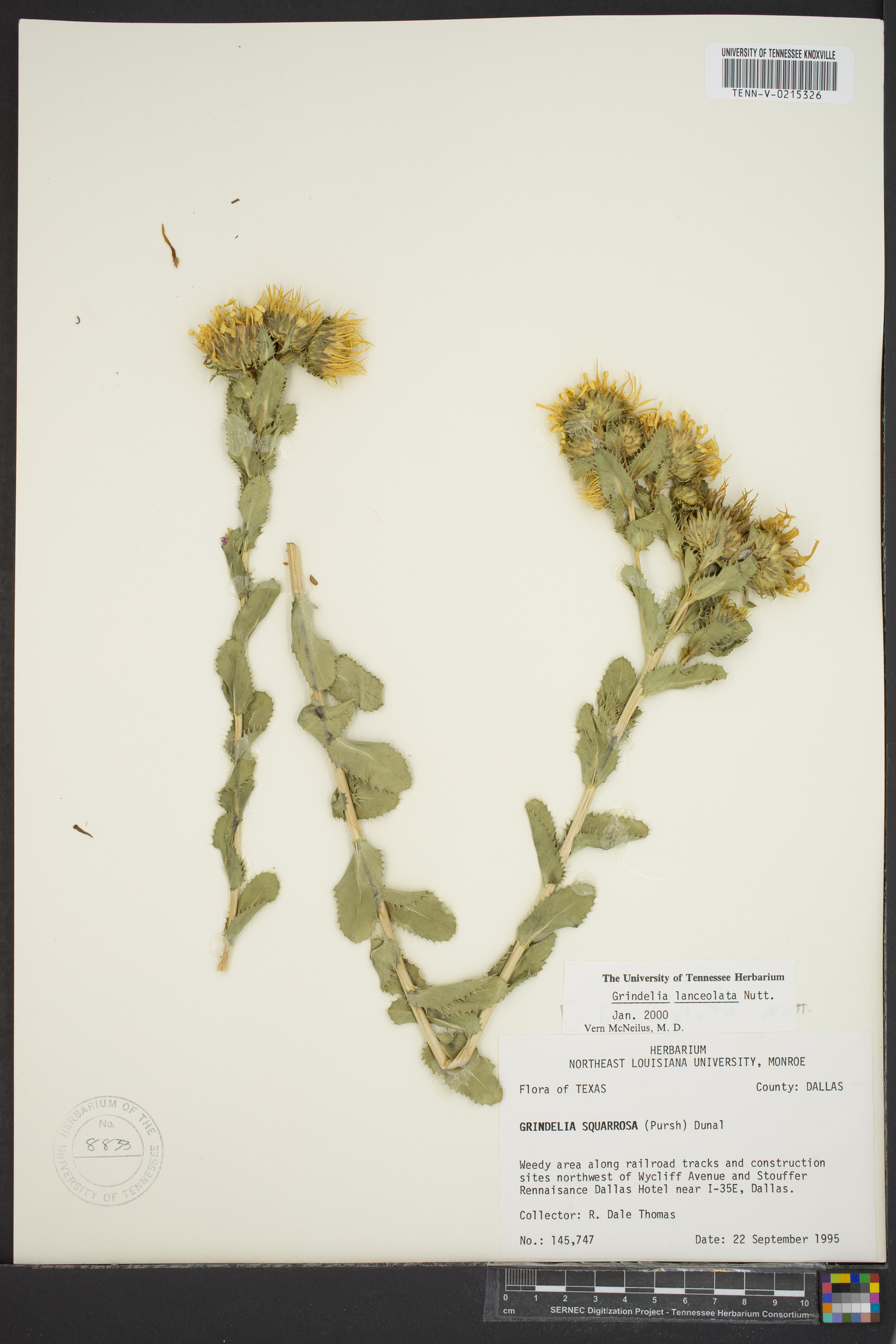 Grindelia lanceolata image