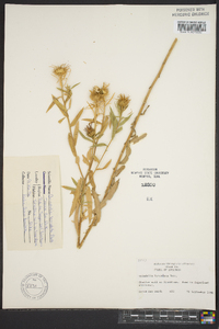 Grindelia lanceolata image