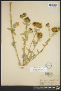 Grindelia scabra image