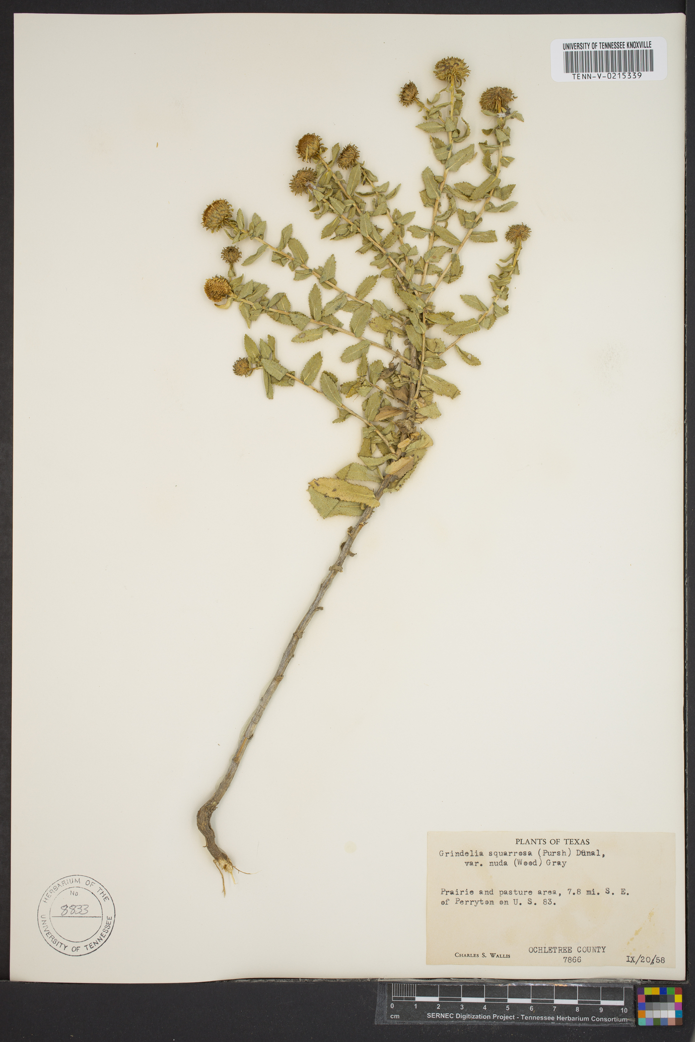 Grindelia scabra image