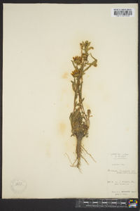 Grindelia squarrosa image