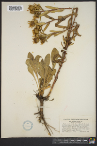 Grindelia squarrosa image