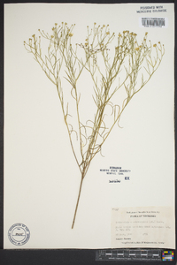Amphiachyris dracunculoides image