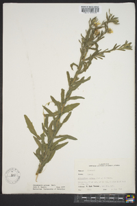 Bradburia pilosa image