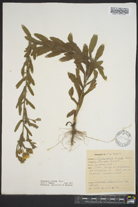 Bradburia pilosa image