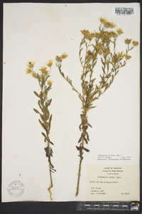 Bradburia pilosa image