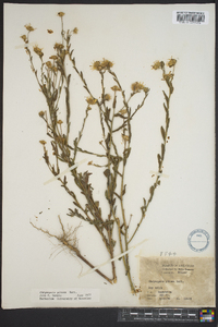 Bradburia pilosa image