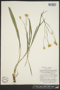 Pityopsis graminifolia image