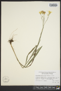 Pityopsis graminifolia image