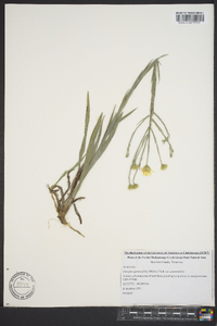 Pityopsis graminifolia image