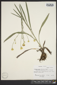 Pityopsis graminifolia image