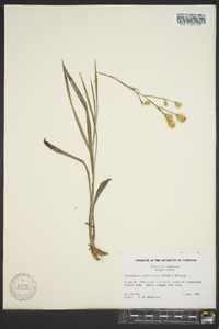 Pityopsis graminifolia image