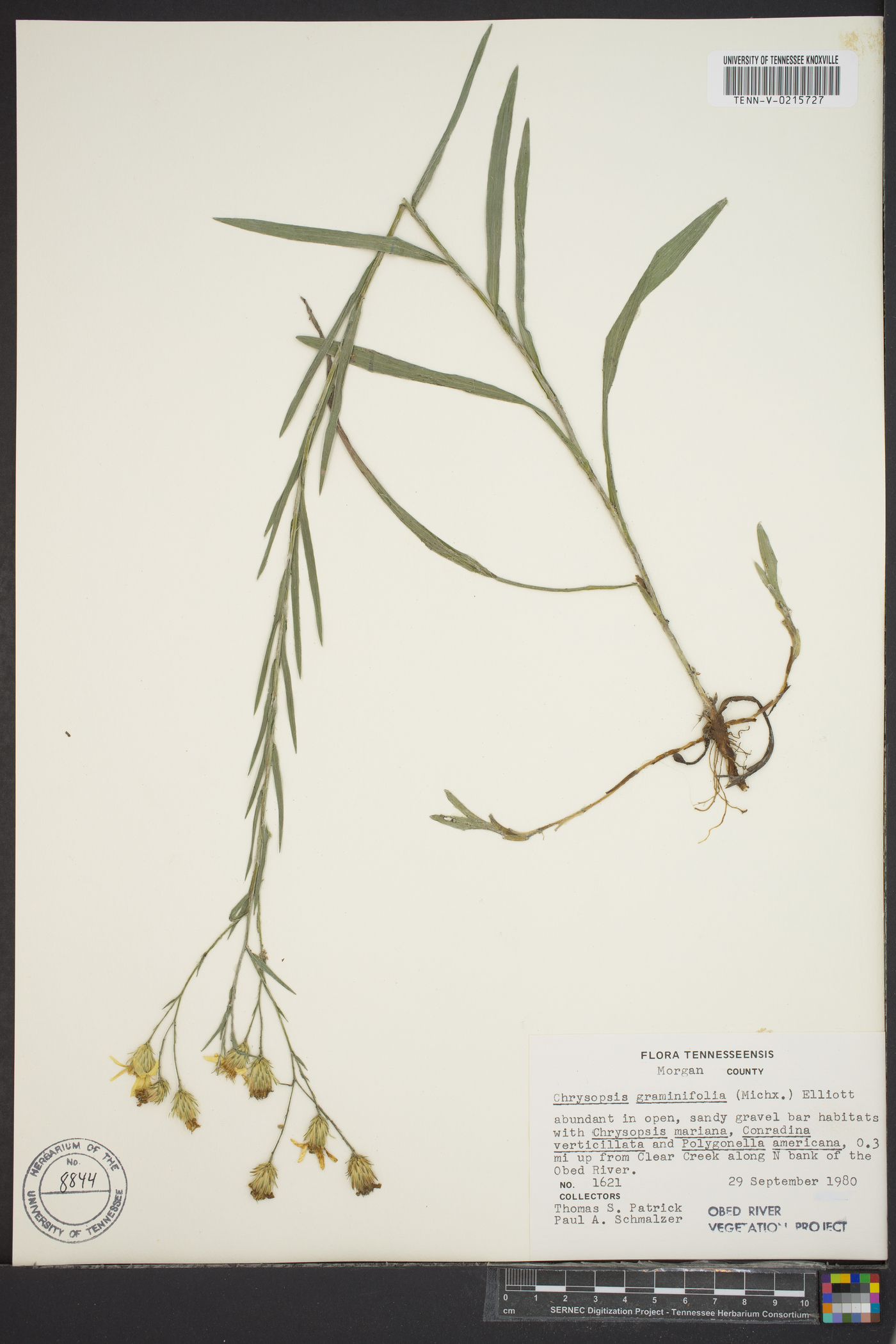 Pityopsis graminifolia image