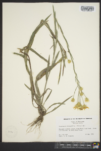 Pityopsis graminifolia image