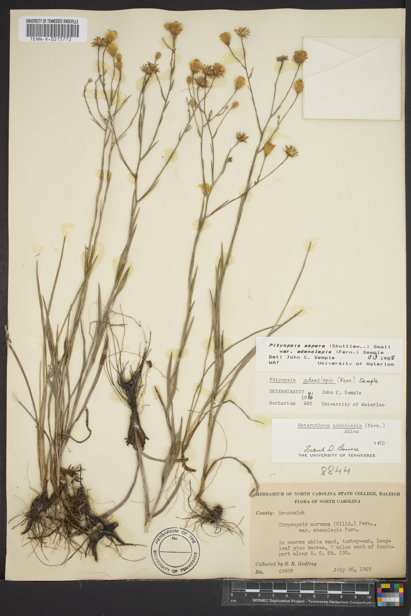 Heterotheca adenolepis image