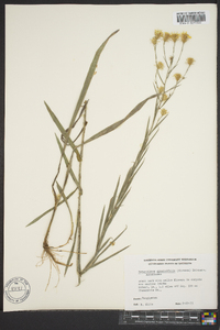 Pityopsis graminifolia image