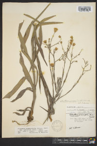 Pityopsis graminifolia image
