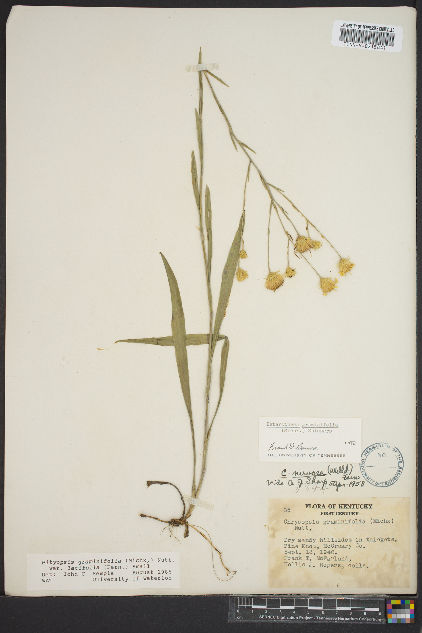 Pityopsis graminifolia image