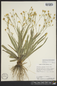 Pityopsis graminifolia image