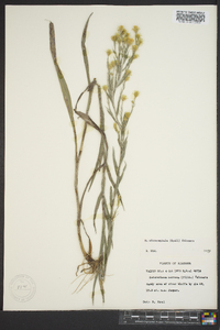 Pityopsis graminifolia image