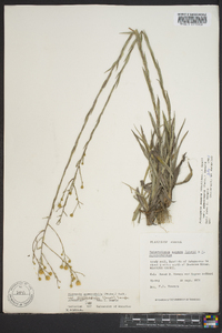 Pityopsis graminifolia image