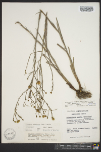 Pityopsis graminifolia image