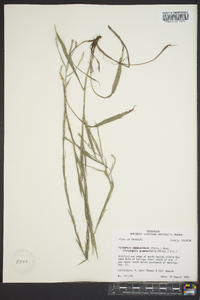 Pityopsis graminifolia image