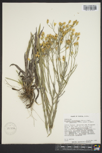 Pityopsis graminifolia image