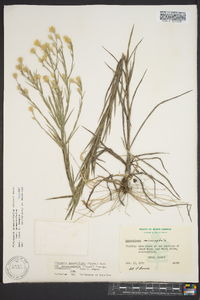 Pityopsis graminifolia image