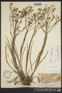 Pityopsis graminifolia image