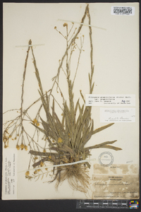 Pityopsis graminifolia image