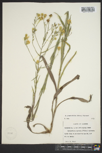 Pityopsis graminifolia image