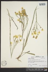 Pityopsis graminifolia image