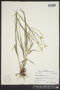 Pityopsis graminifolia image