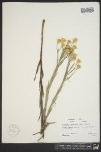 Pityopsis graminifolia image