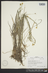 Pityopsis graminifolia image