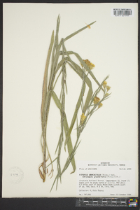 Pityopsis graminifolia image